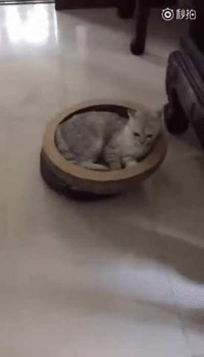 guess I'm going under this Meow