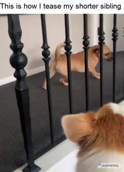 Every taller sibling be like...