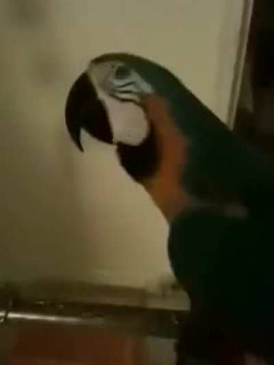 Parrot: &ldquo;what the fawk&rdquo;