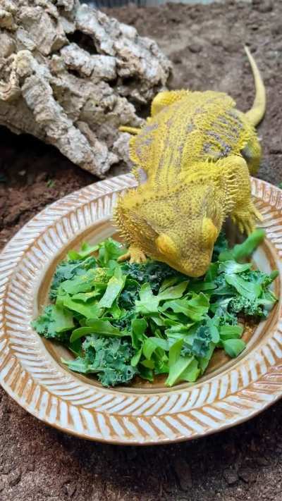 Draco learns how to get the pesky salads out of the way!