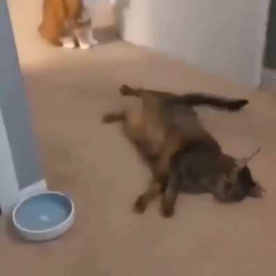 cat slappp!!