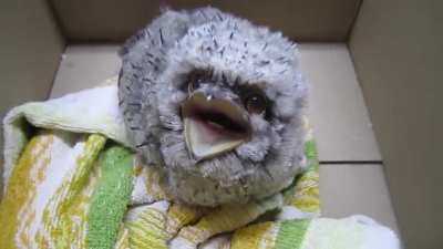 Angery floof boi