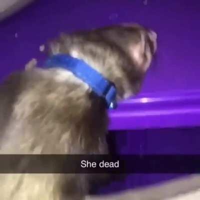 playboi our lord and savior