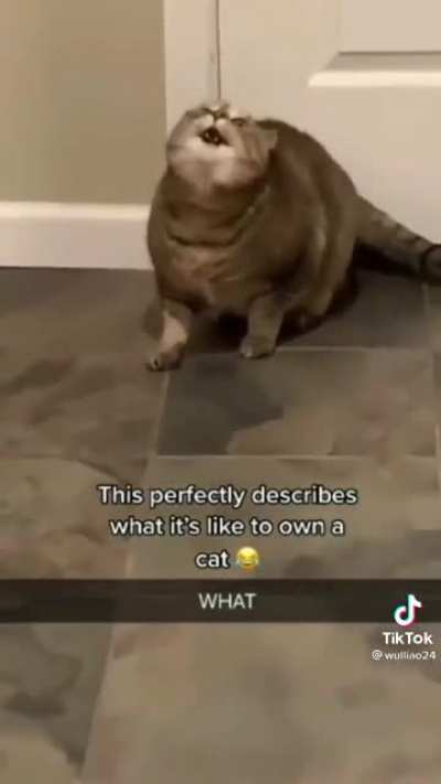 Kitty received a message from the mothership