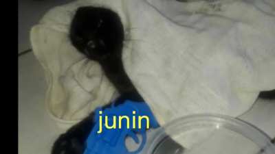 Junin.