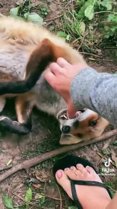 Фыр!