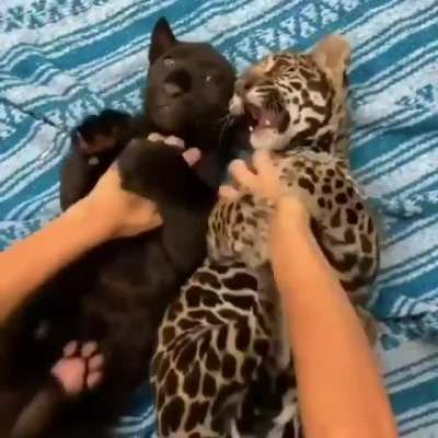 Cubs are the most adorable things on Earth &hearts;️&hearts;️