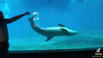 It's like the second dolphin just goes, "why not?"