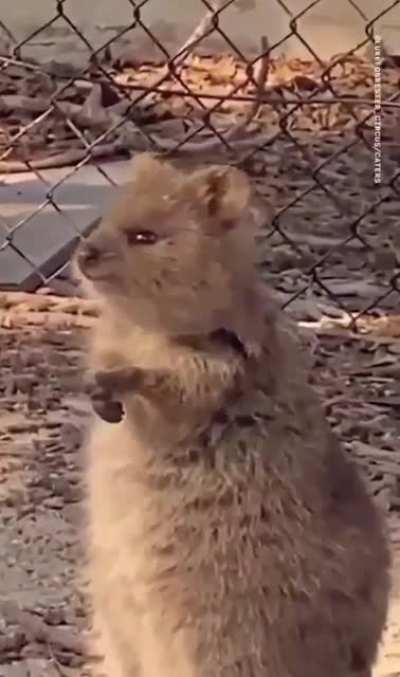 Knuffiges Kurzschwanzkanguru