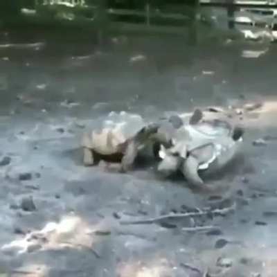 Me helping flip over my platoonmate