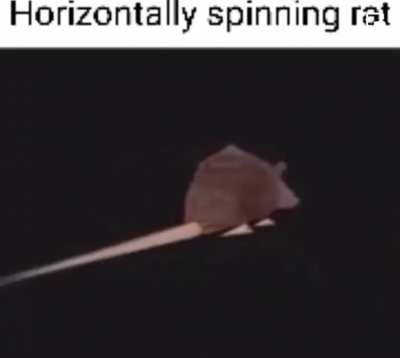 Horizontally rotating rodent