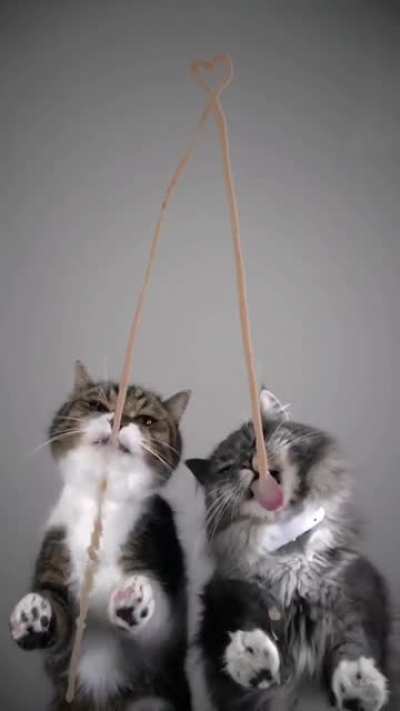 Котики [Звук]