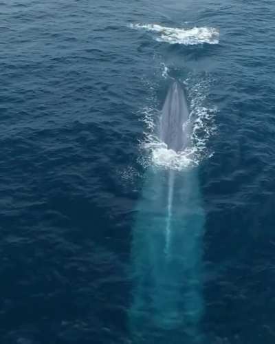 🔥 Blue whale