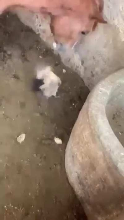 WCGW hanging out in a horse stable?