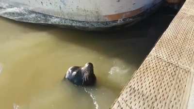 不要挑逗海狮