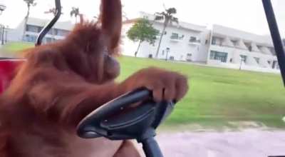 Apes driving around their private golf courts after MOASS 🏌️&zwj;♂️ 🚀