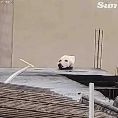 When r/WhatsWrongWithYourdog and r/Unexpected collide...