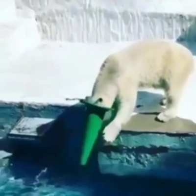 The polar bear has achieved weevil status