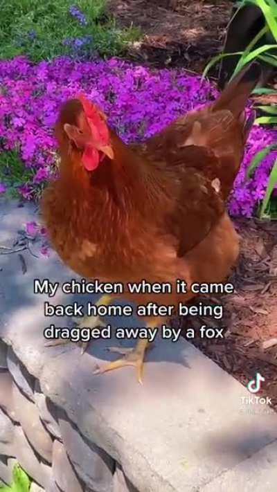 What did he do the fox?