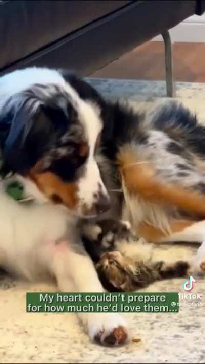 foster dad