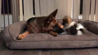 My German Shepherd when she first got her Pomeranian