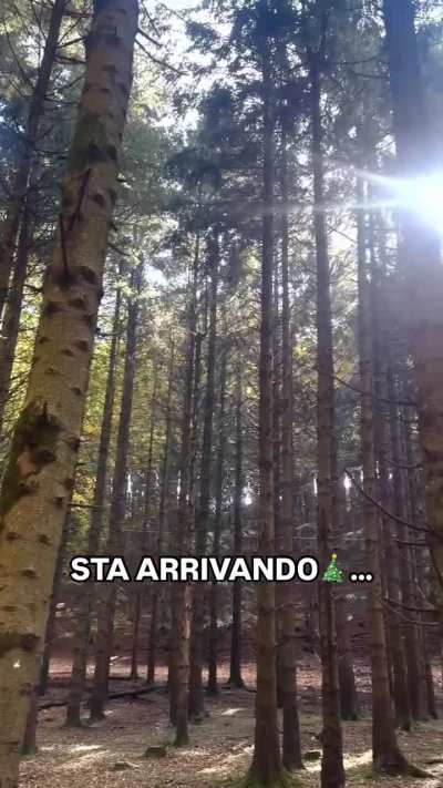 🎄