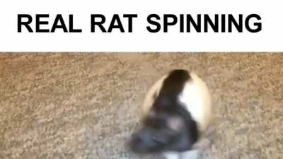 Rotation wunkus