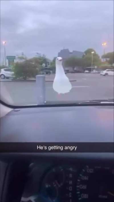 Bird