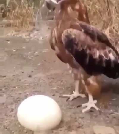 И ведь додумался же....