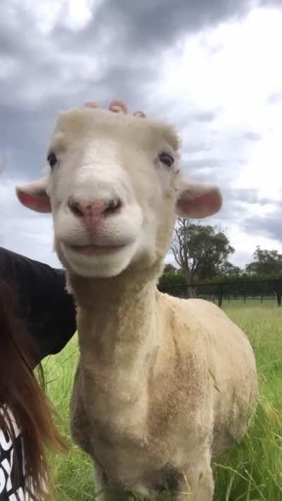 Hakuna Matata, the sheep, has a great smile that always brightens my day! @ Edgar's Mission Sanctuary in Australia
