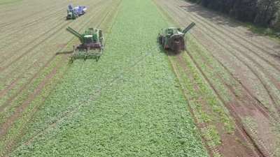 Vogel III cucumber harvester and crop shuttle 3600 in action