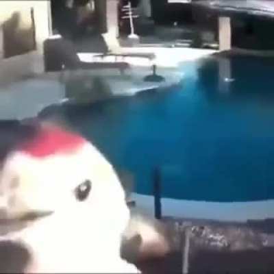 which charli xvideos outro is this?