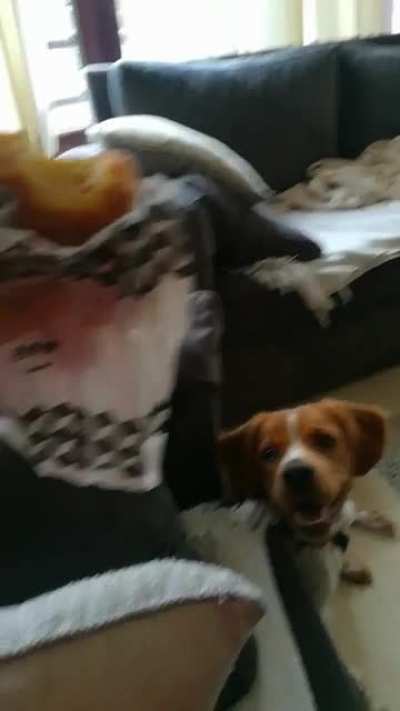 My dog wants my sister's croissant really bad.
