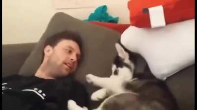 Husky puppy has "heated debate" with human