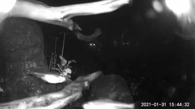 Curiosity got me, so I set up cctv to monitor my fish during blackout