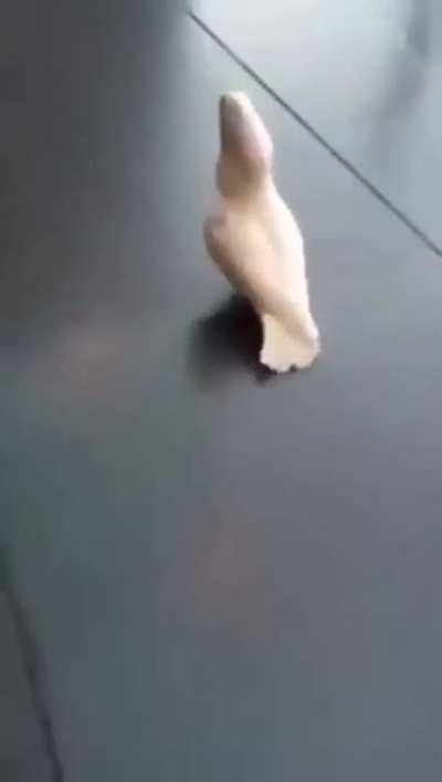 New species found - Dogeatoo