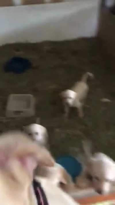 "Come meet my puppies."