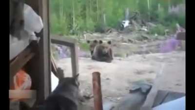 Three workers record their last moments before being killed by a brown bear ( source in comments )