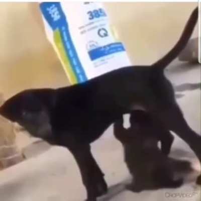 What da dog doin?