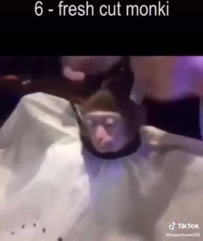 Top 10 monki video