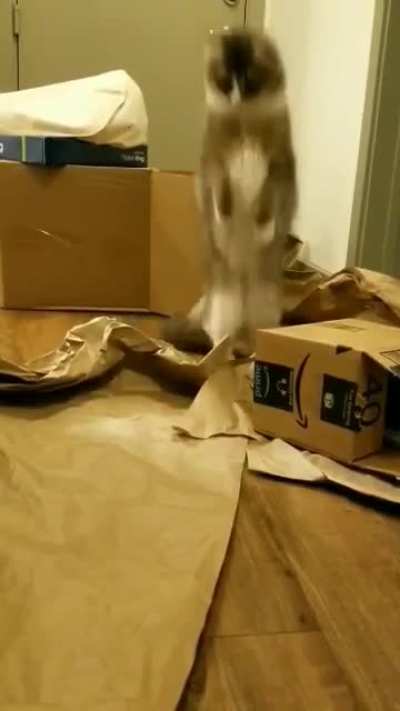 Samson does a big pounce!