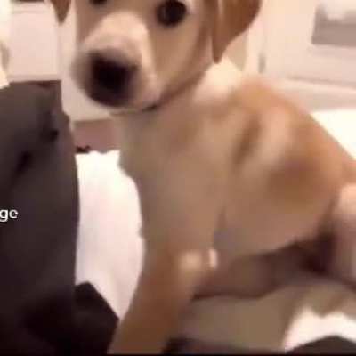 Cute puppy