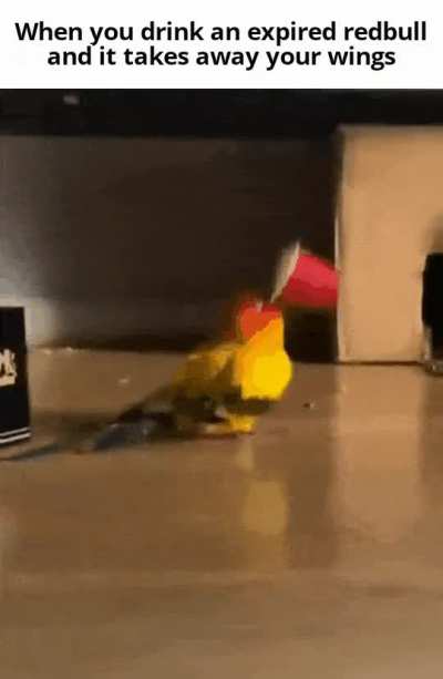 Bird go brrrrr