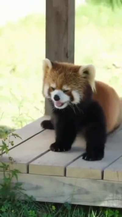 Mr. Lu Lu