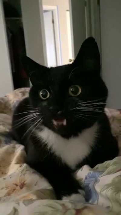 Our morning routine&hellip;I think he realized we weren&rsquo;t taking him seriously at the end