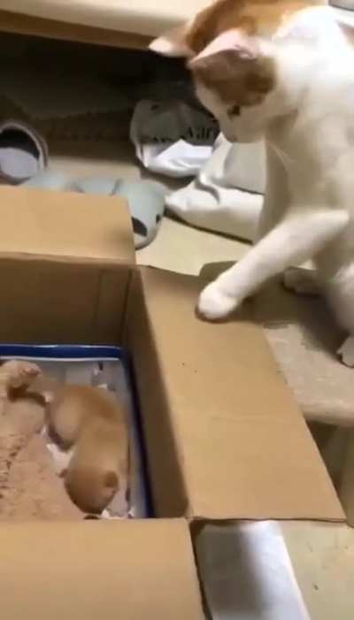 Helping kitten.