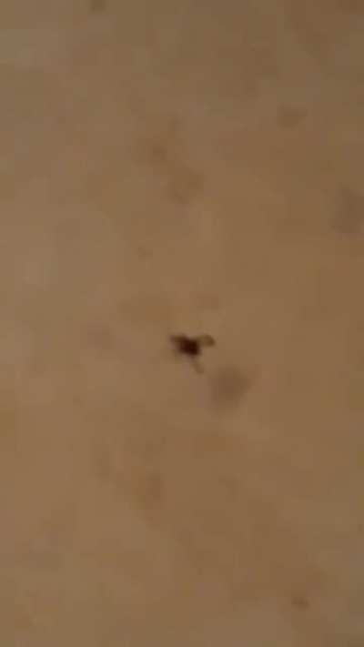 Brother in-law + unknown bug