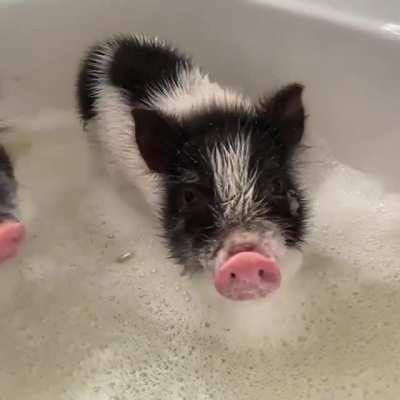 Bath time for the babes at Prissy &amp;amp; Pop&rsquo;s Helping Hooves Rescue