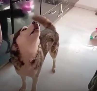 Screaming huskies are the best