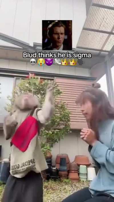 Macaco acha que &eacute; sigma
